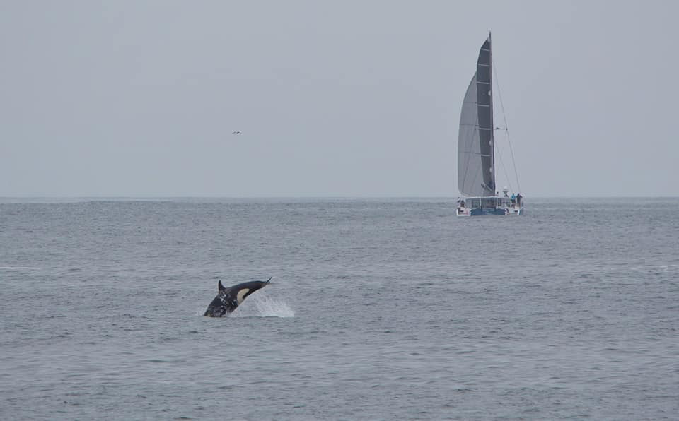 Pictures of orcas admiring Balance 526 hull #9 “Blue Diamond”