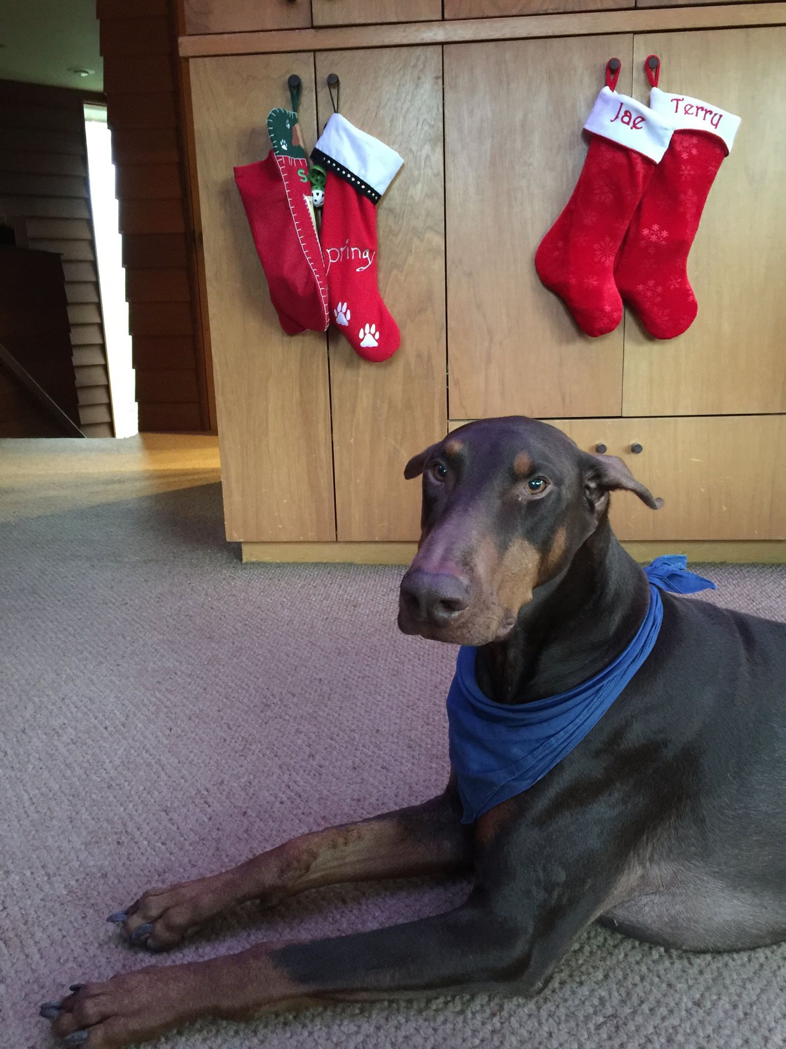 Strut wants his stocking…
