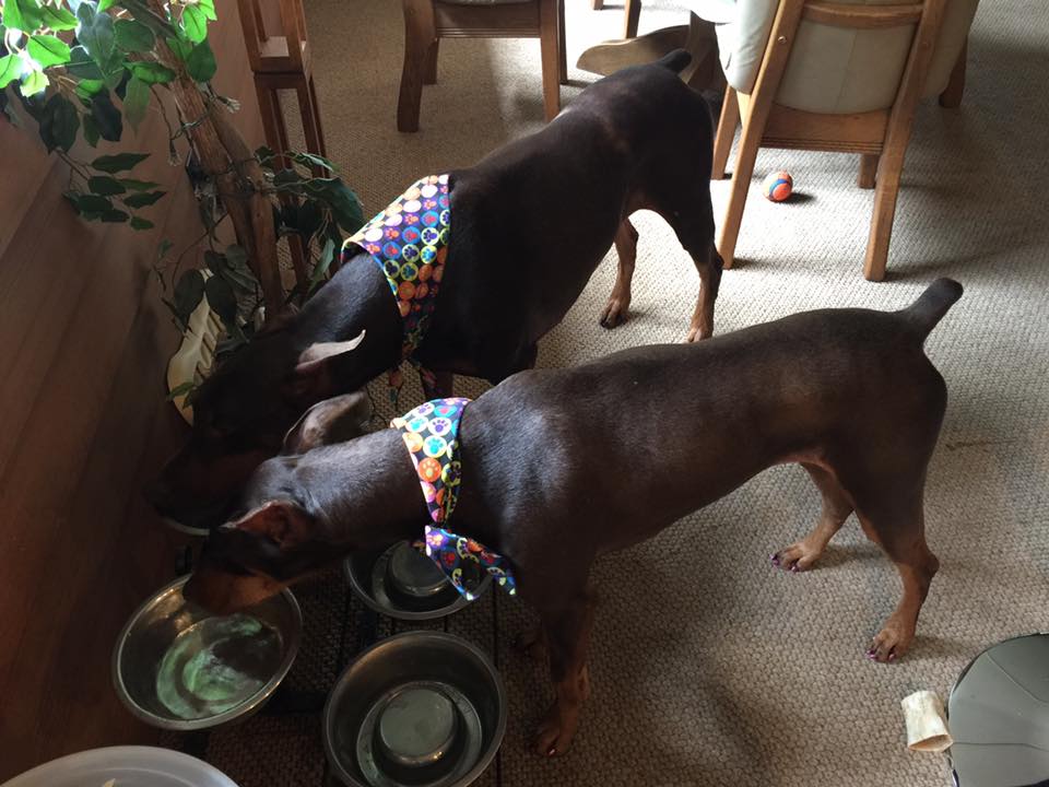 The Dorable Doberpersons are home after a four day stay at their “spa