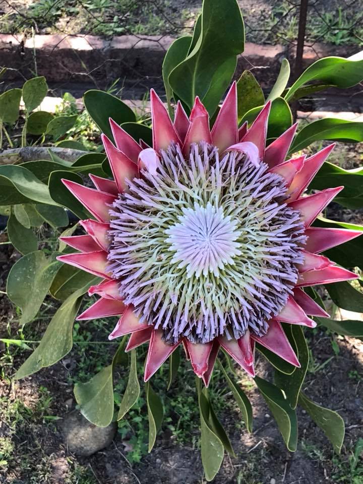 South Africa’s national flower…