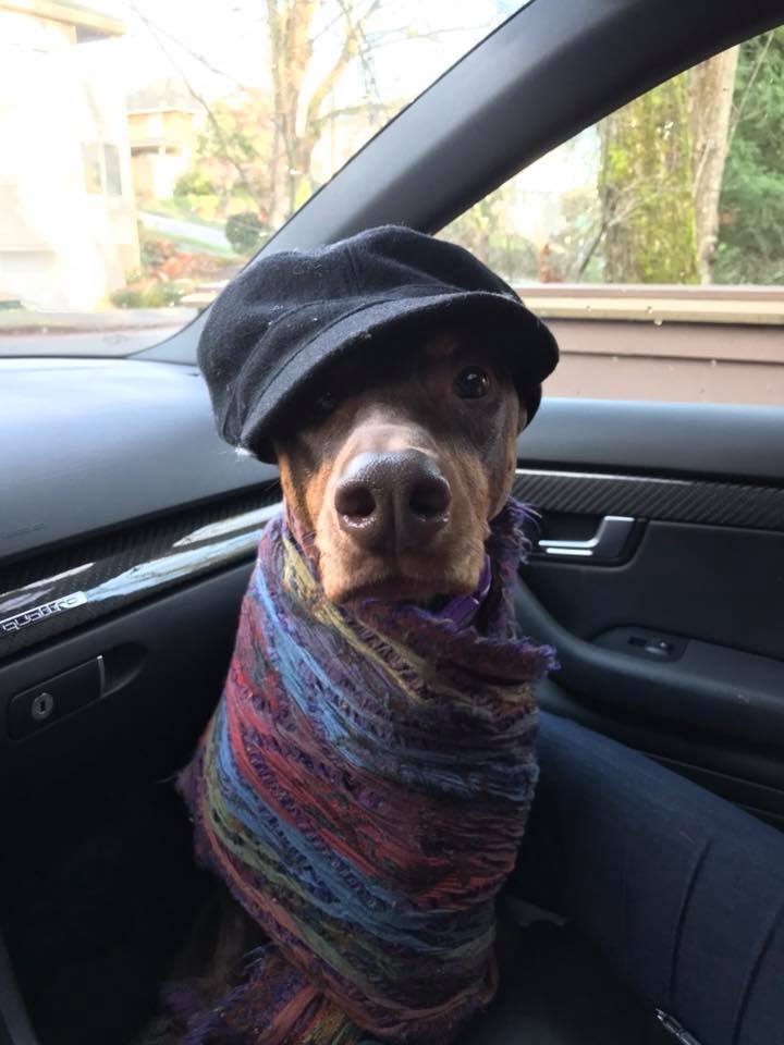 Getting in the car, Spring was cold so Irene put her hat and scarf o