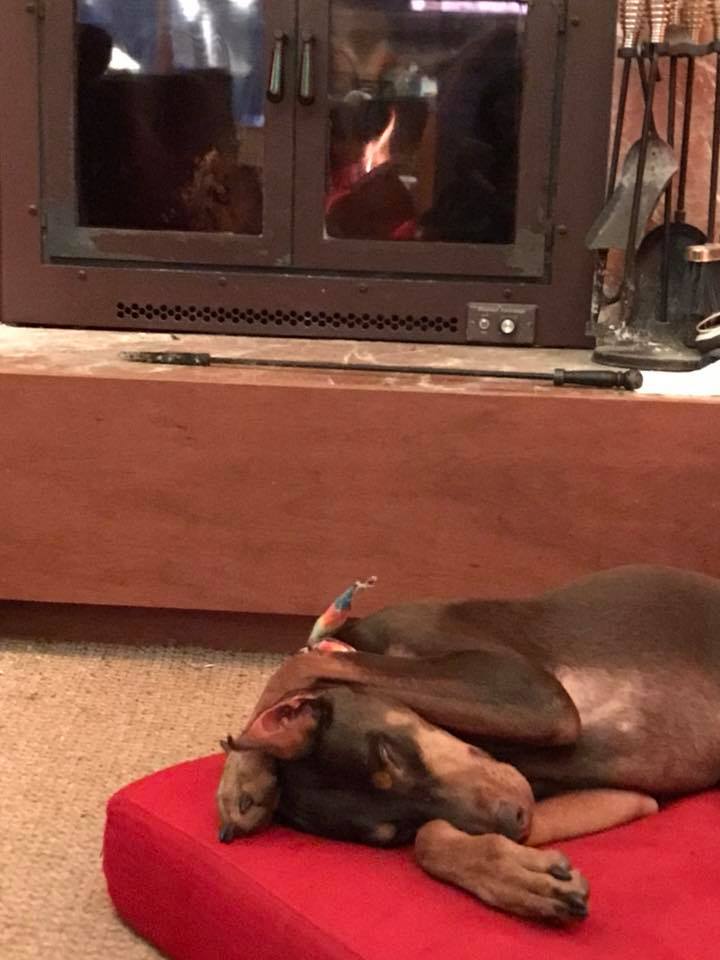 Spring catching up on her sleep in front of the fire