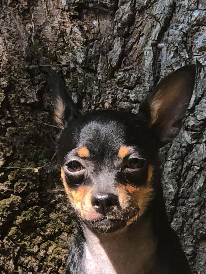 Chihuahua pup sunning