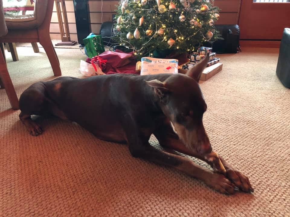 And the Doberpack started opening their stockings!