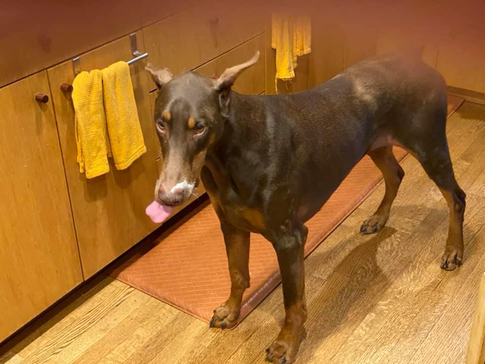 I ate the kibble with the yoghurt