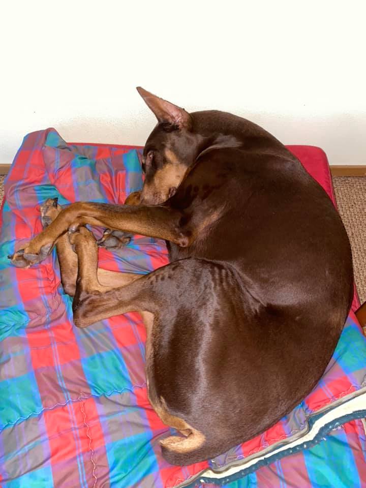 And the sequel, Strut very happily sleeping beside me on his fou