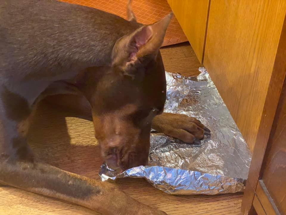 Strut is helping cleaning up the tin foil the bacon was wrapped i