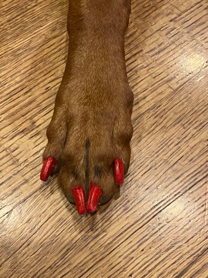 Sunday morning is “Do the dog’s nails” day…