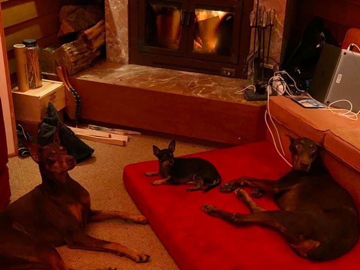Doggies roasting in front of a fire