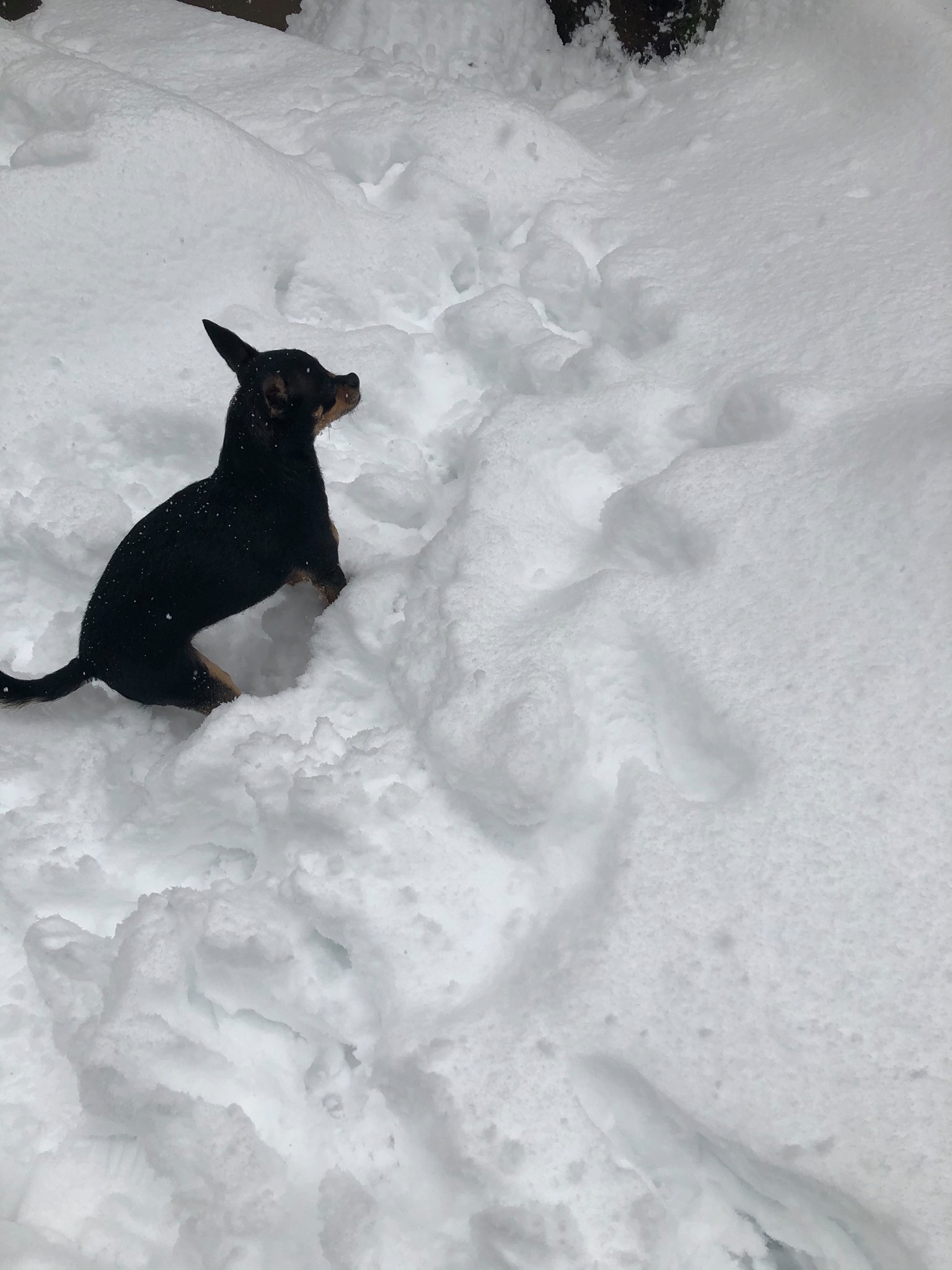 Doggos in snow!