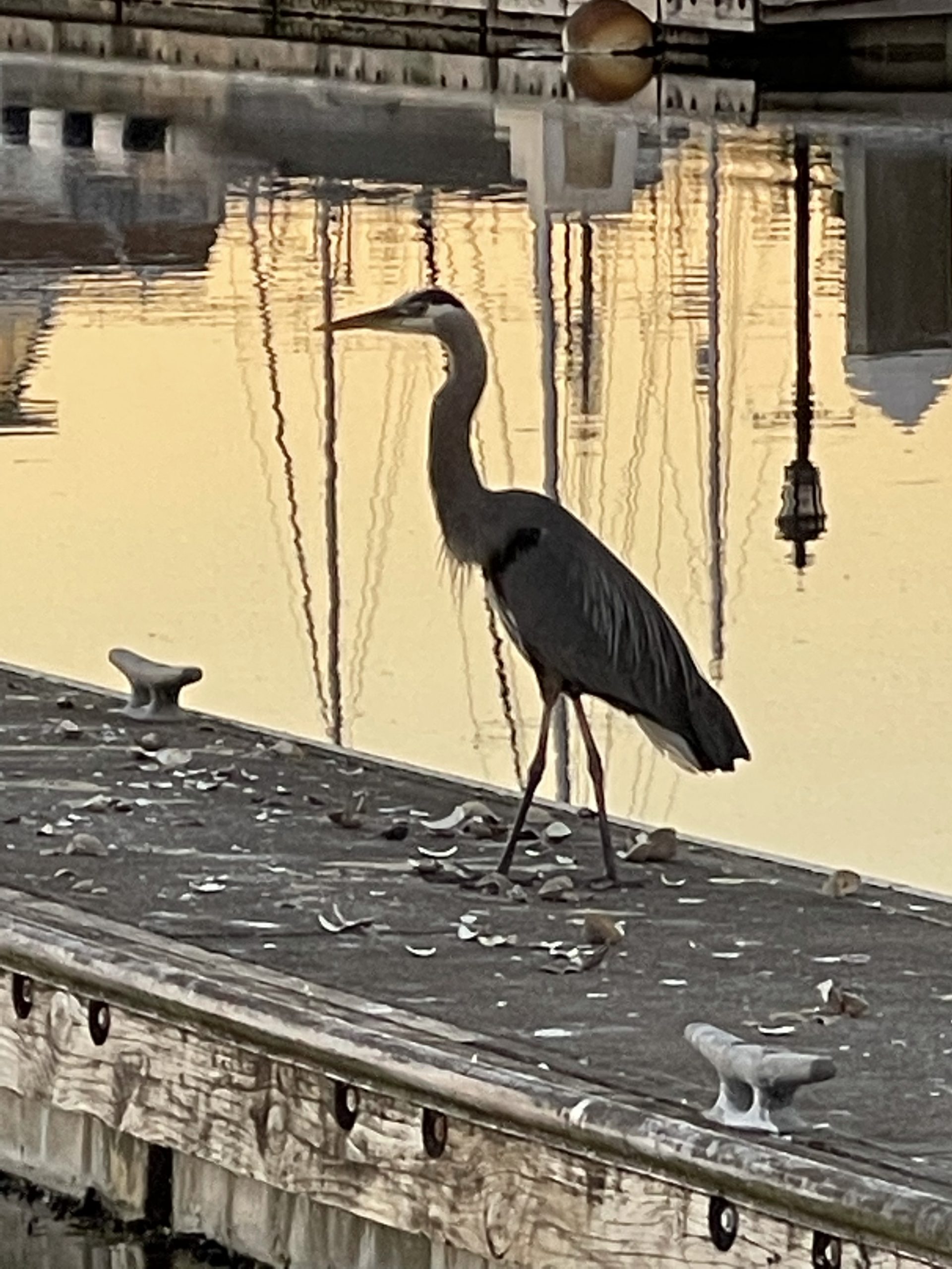 Our neighbor on the dock is a gray heron